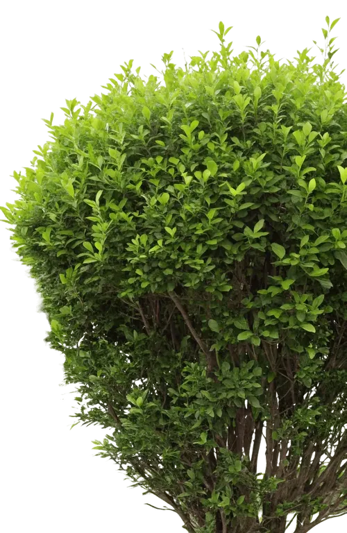 1株灌木
