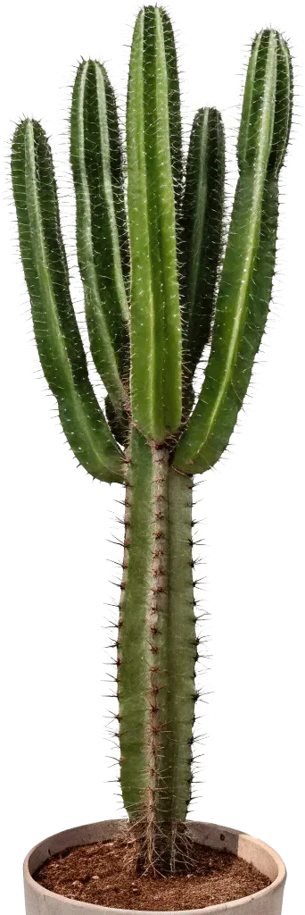 1根仙人掌