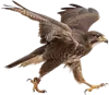 行走的猎鹰