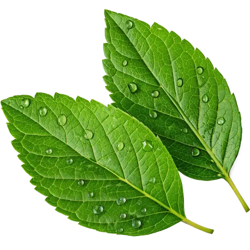 2片沾满露水的叶子