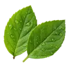 2片沾满露水的叶子