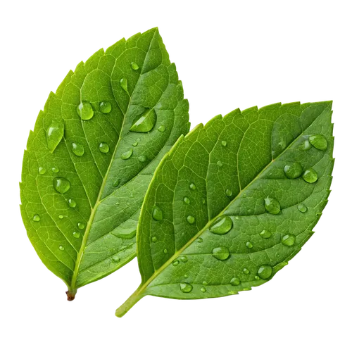 2片沾满露水的叶子
