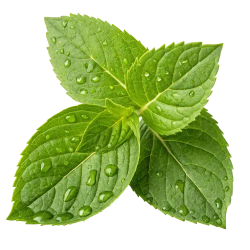 沾满露水的很多叶子