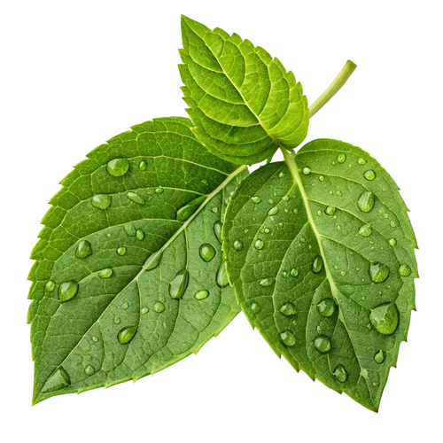 3片沾满露水的叶子