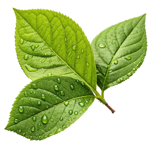 3片沾满露水的叶子