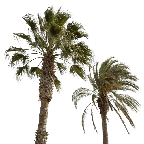 2根棕榈树