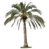 一根棕榈树