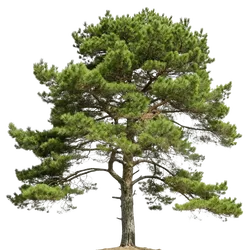 松树