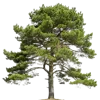 1颗松树
