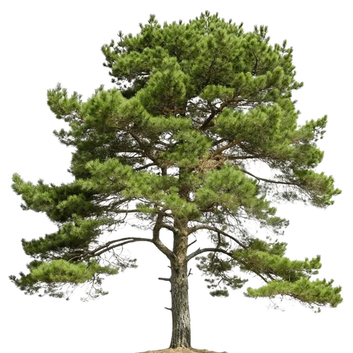 1颗松树