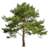 1颗松树