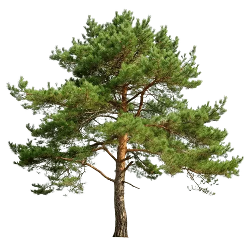 1颗松树