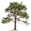 1颗松树