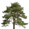 1颗松树