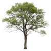 1颗树