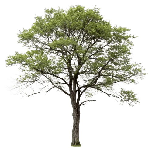1颗树