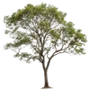 1颗树