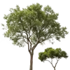 2颗树