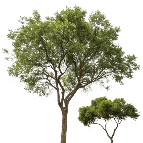 2颗树