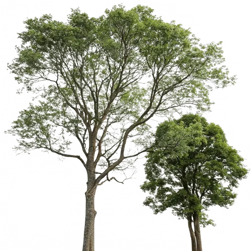 2颗树