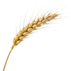 1根小麦