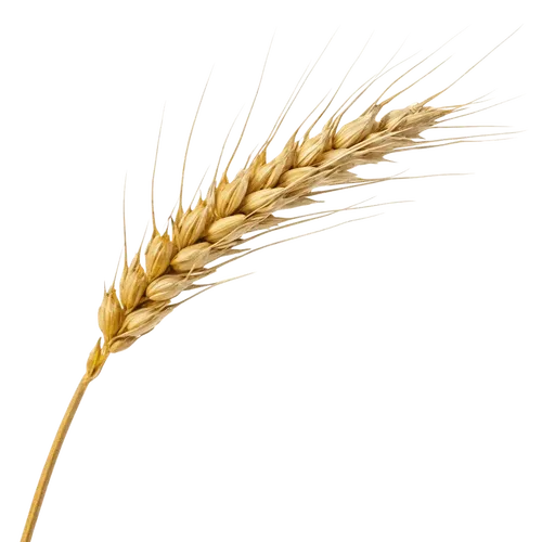 1根小麦