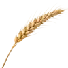 1根小麦