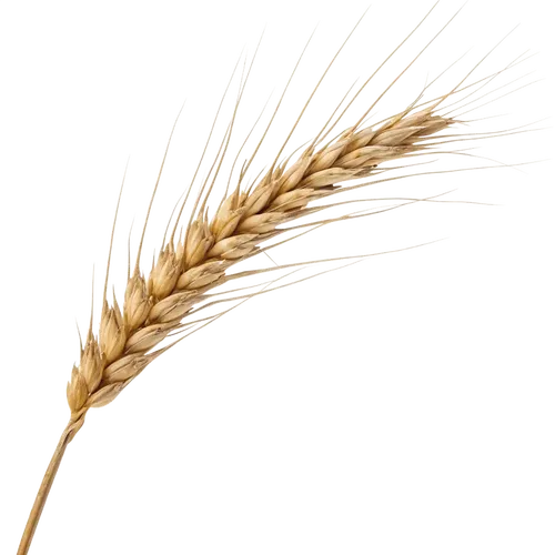 1根小麦