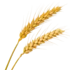 2根小麦