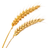 2根小麦