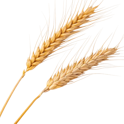 2根小麦