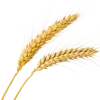 2根小麦