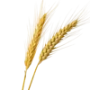 2根小麦