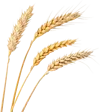 4根小麦