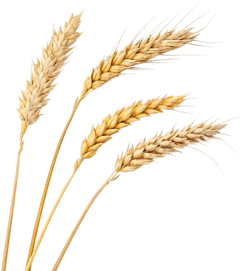 4根小麦