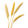 4根小麦