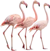 3只火烈鸟