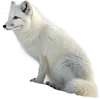 半蹲着的白狐狸