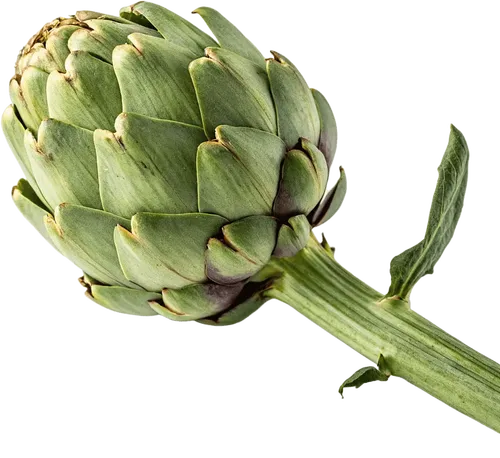 1个菊芋