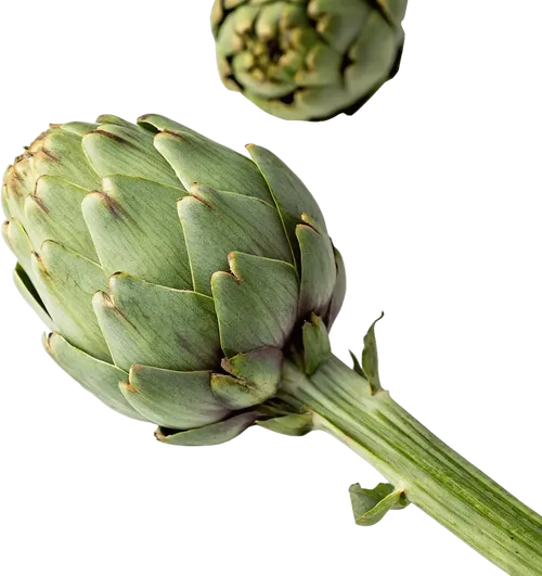 2个菊芋