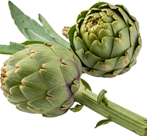 2个菊芋