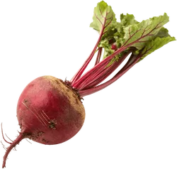 甜菜