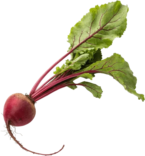 1个甜菜