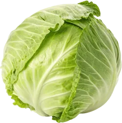 卷心菜