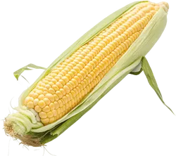 玉米