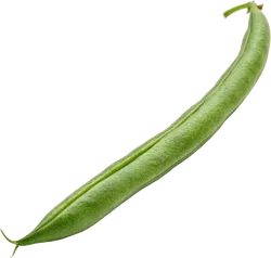 四季豆