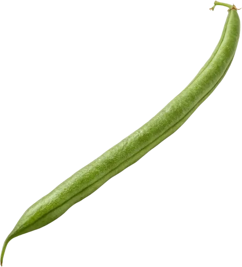 1根四季豆