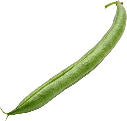 1根四季豆