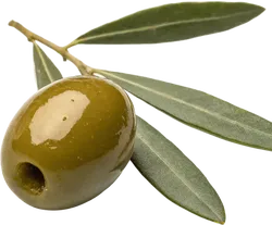 橄榄