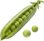 豌豆